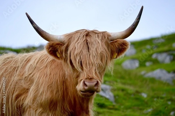 Fototapeta Highland cow