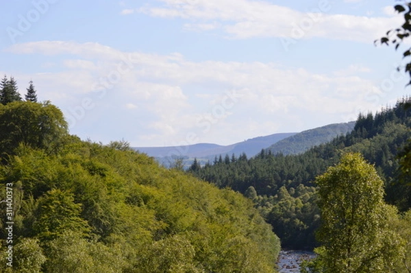 Obraz Scotland Forest