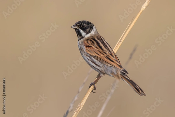 Obraz Reed Bunting Perched on Reed
