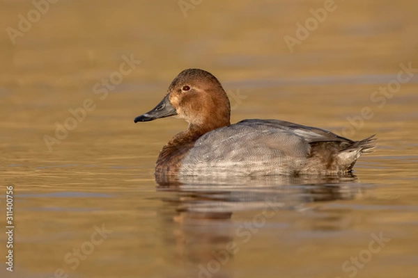 Obraz Pochard Swimming