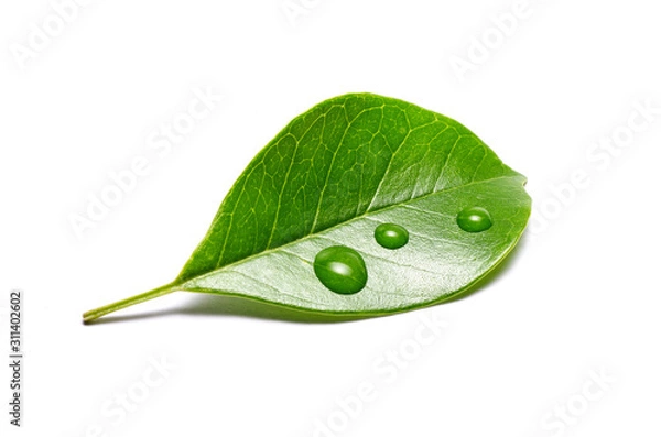 Obraz green leaf with water drops isolated on white background