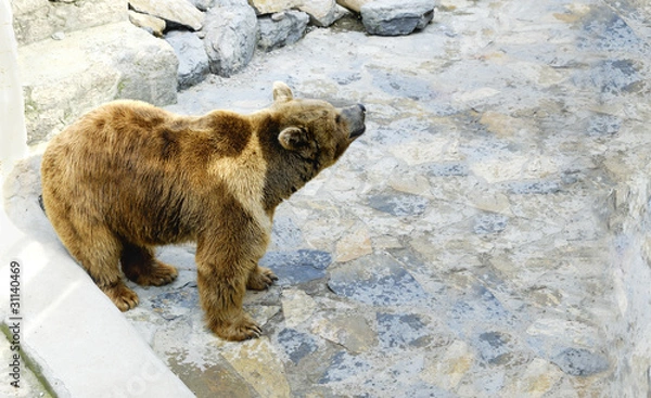 Fototapeta Grizzly Bear