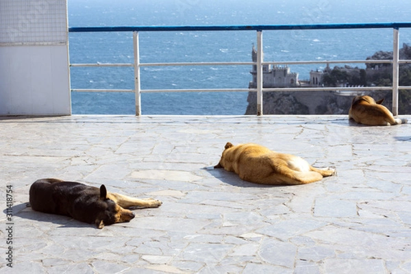 Obraz dog on the beach