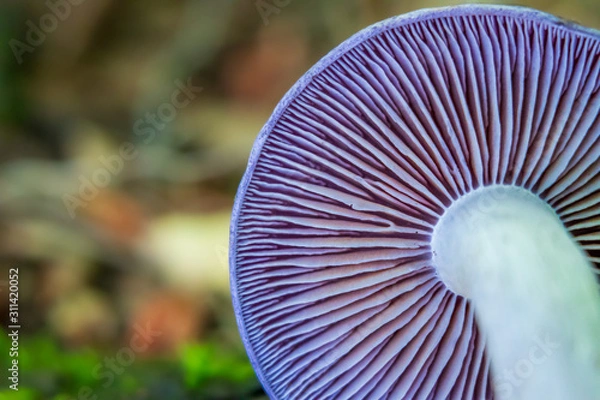 Obraz Close-up of purple mushroom gills (Cortinarius iodes)