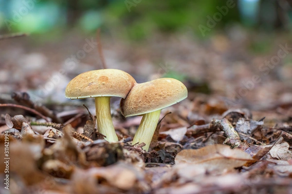 Obraz Suede bolete mushrooms (Xerocomus subtomentosus) growing in leaf litter