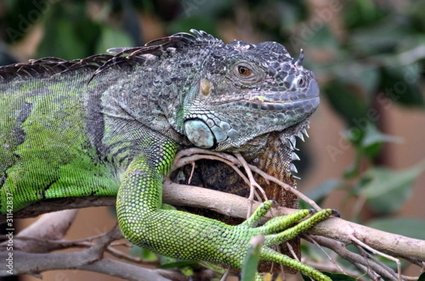Obraz Grüner Leguan