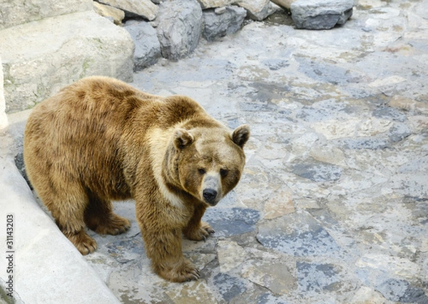 Fototapeta Grizzly Bear