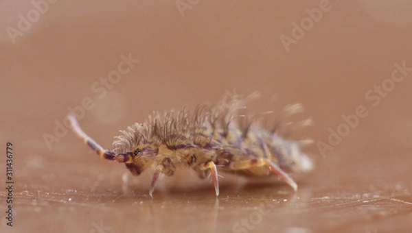 Fototapeta Springtail - UK