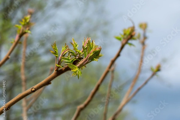 Fototapeta Branch of a tree with young green leaves on sky background in early spring
