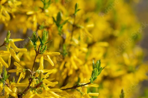Fototapeta Young fresh green leaves on yellow flowering forsythia bush in early spring. Selective focus, shallow depth of field