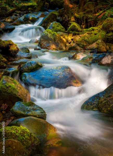 Fototapeta Rain Forest Creek in the Pacific Northwest. Clean, clear running water in Wells Creek, a small stream located in the Mt. Baker area of Washington state.