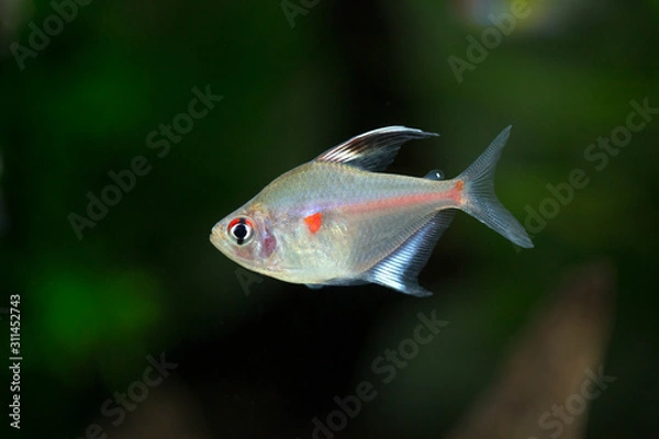 Fototapeta Bleeding heart tetra - Hyphessobrycon erythrostigma