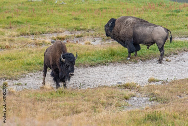 Obraz Bisons of Yellowstone