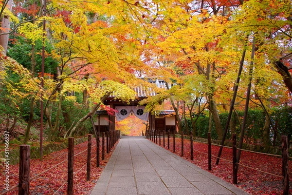 Obraz 2019 京都の秋