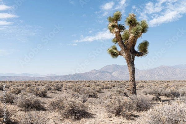 Obraz Joshua tree in the desert with mountains i a background