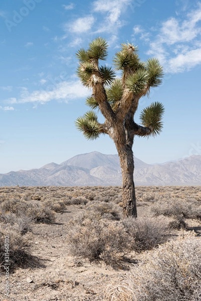 Obraz Joshua tree in the desert with mountains i a background