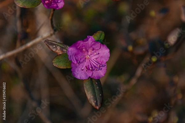 Fototapeta Beautiful live plants in the wild in summer