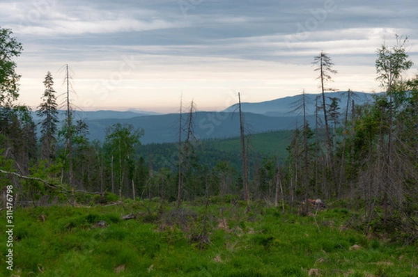 Fototapeta Taiga landscape and nature of the Russian Far East
