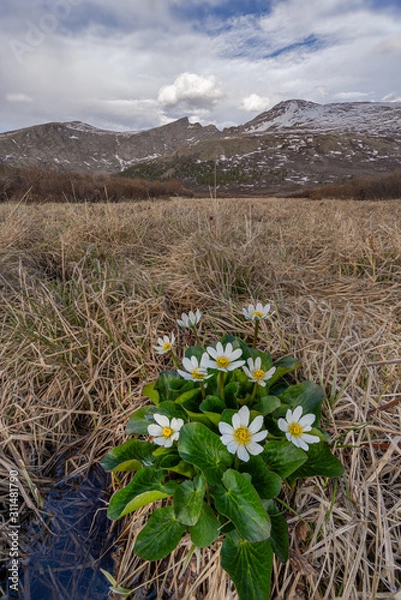 Fototapeta Bushel of Marigold wild Flowers with Mount Bierstadt in the background