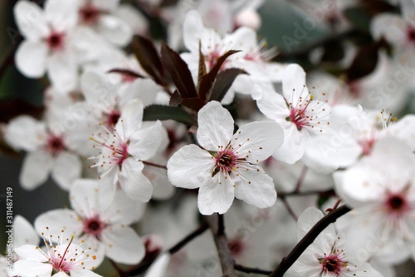 Obraz cherry blossom