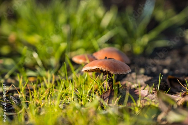 Fototapeta close up of few brown mushrooms grown  on green grass field under the sun in the forest