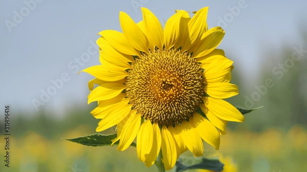 Obraz Close up sunflower with Blue sky.