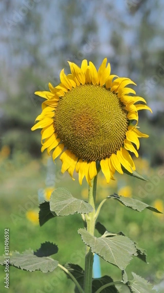 Obraz Close up sunflower with Blue sky.