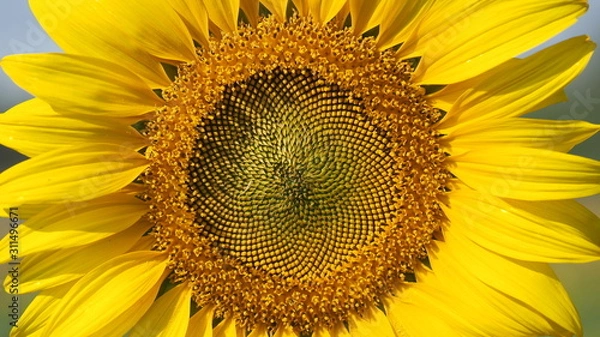 Obraz Close up sunflower with Blue sky.