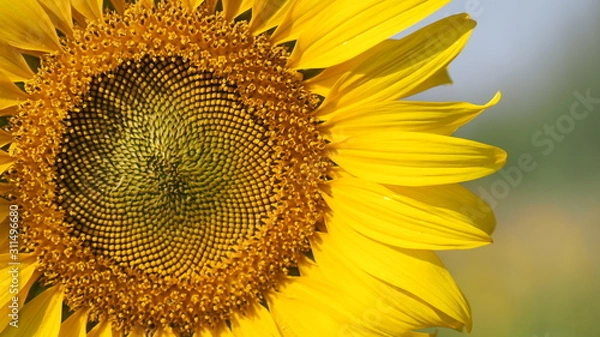 Obraz Close up sunflower with Blue sky.