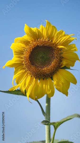 Obraz Close up sunflower with Blue sky.