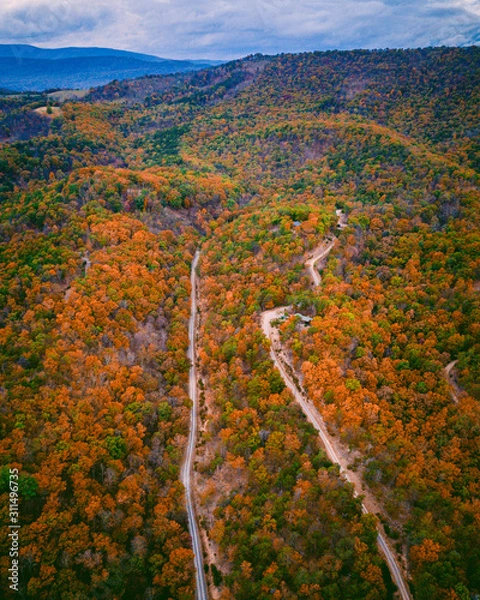 Obraz Road with Foliage