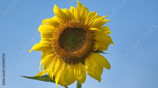 Obraz Close up sunflower with Blue sky.