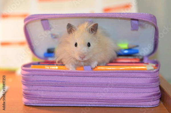 Obraz A cute, fluffy beige hamster sits in a pencil case with pencils on the table. Looks right into the frame.