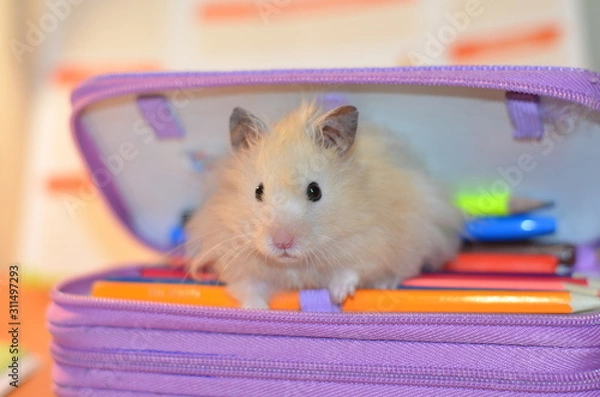 Obraz Fluffy beige hamster. Mouse. Sits in a pencil case with pencils on the table. Looks right into the frame.
