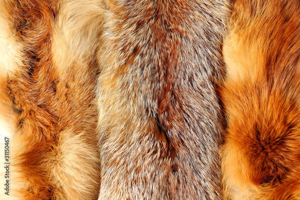 Obraz The fox fur