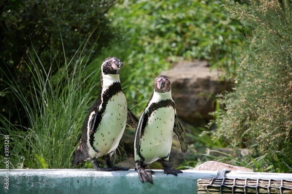 Fototapeta Panie przodem
