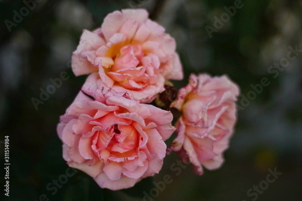 Fototapeta Soft color Roses Background with bokeh