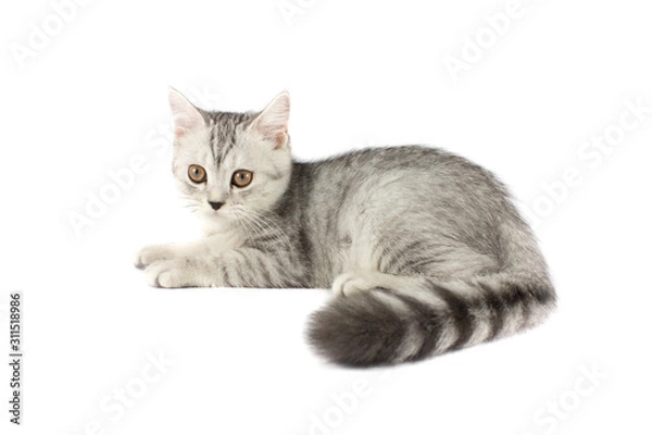 Fototapeta Portrait of gray persian kitten sitting and looking forward with curious of something strange on isolated white background.