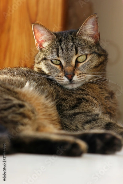 Fototapeta portrait of a cat close-up with an expressive look