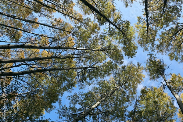 Obraz Кроны вековых сосен