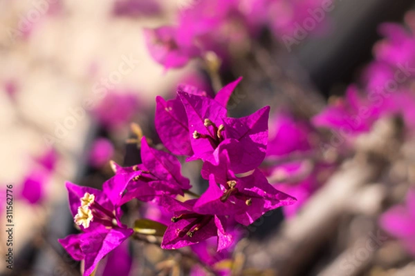 Obraz A small white flower in a purple flower, a blurred background.