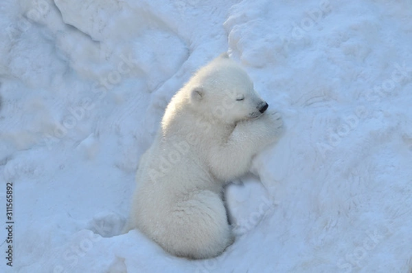 Obraz polar bear in snow