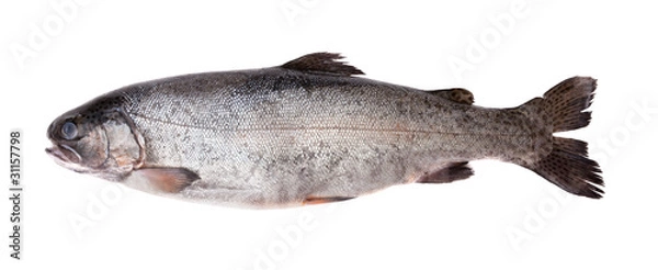 Obraz Fresh-water salmon