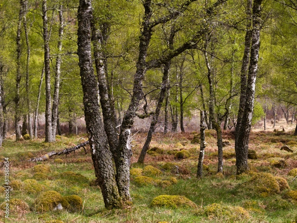 Fototapeta Rothiemurchus forest in springtime - I -Scotland
