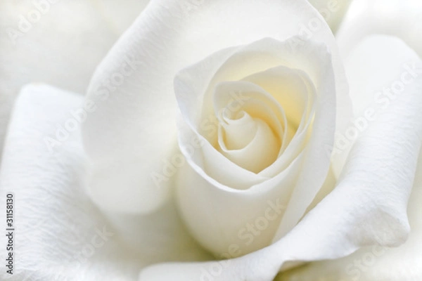 Obraz Miękka biała róża