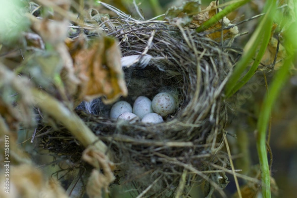 Fototapeta Nest of Wren with eggs in raspberry bushes.