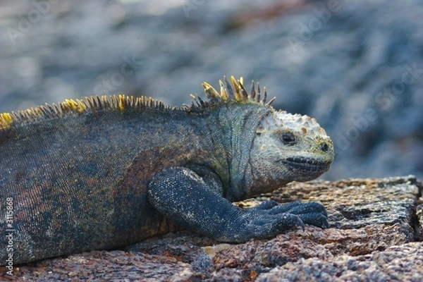 Obraz galapagos iguana