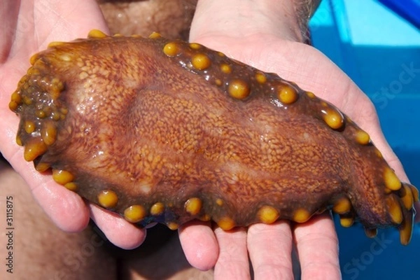 Obraz ogórek morski