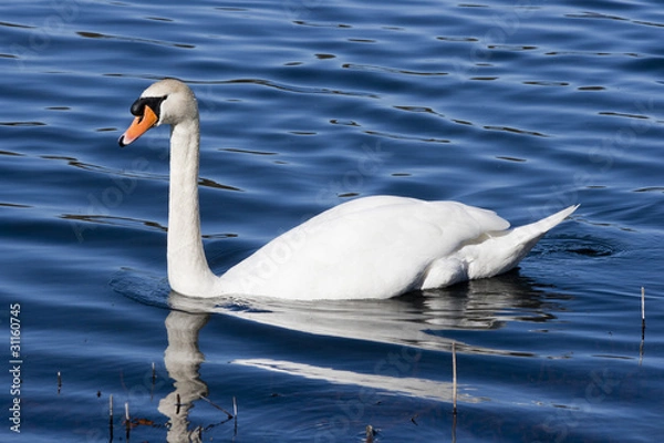 Obraz White Mute Swan