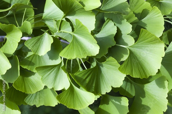 Fototapeta fan shaped leaves